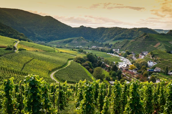 Weinberge im Ahrtal © Weinberge im Ahrtal ©