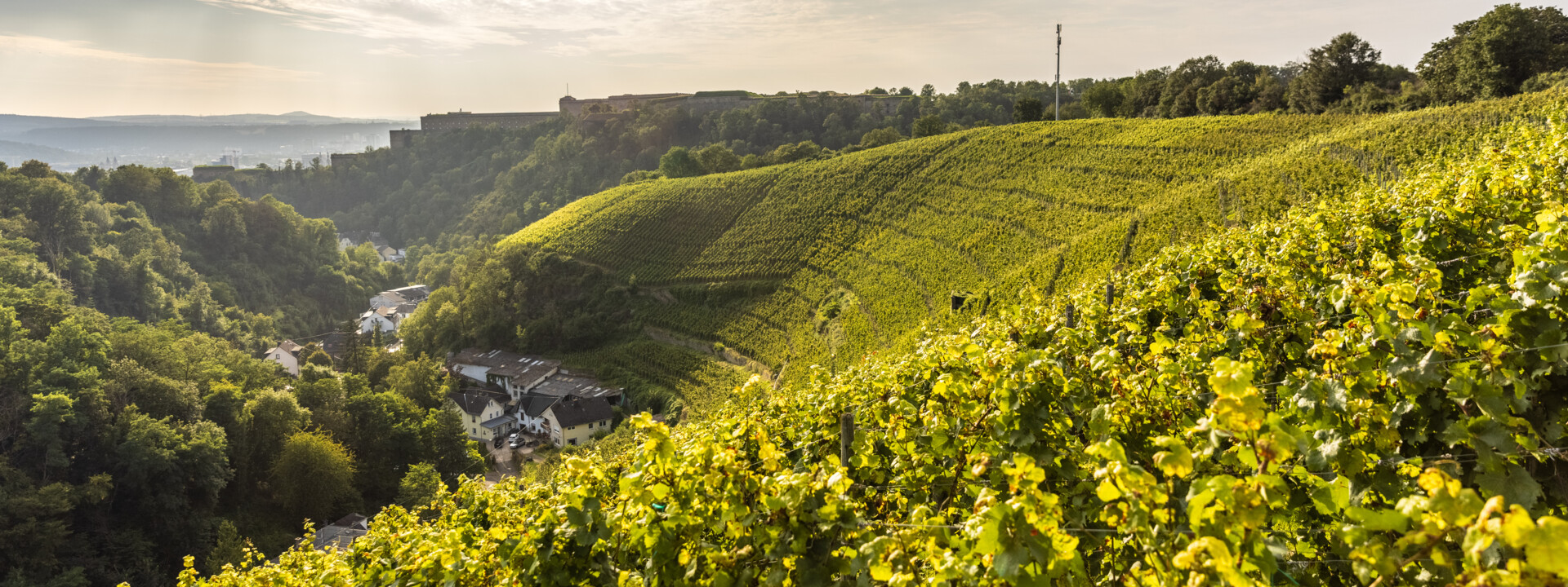 Weinberg hinter Koblenz-Ehrenbreitstein mit Mühlental und Festung Ehrenbreitstein im Hintergrund ©Rheinland-Pfalz Tourismus GmbH, Dominik Ketz