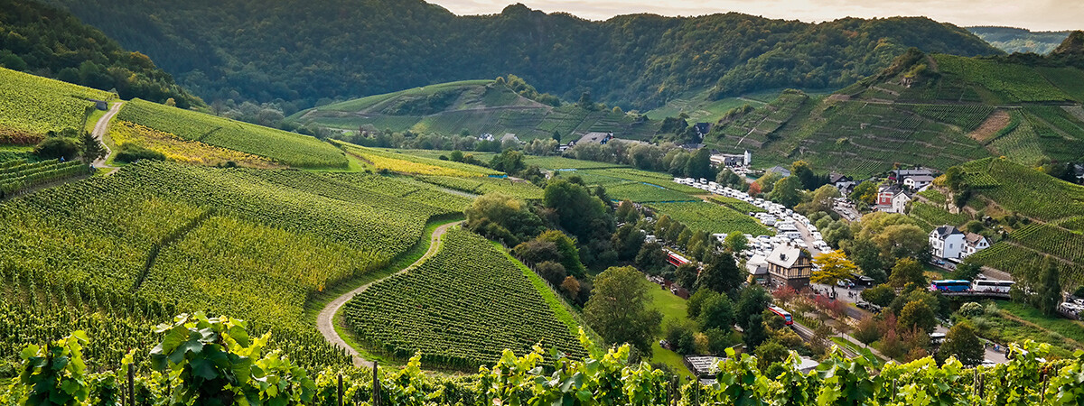 Weinberge im Ahrtal ©