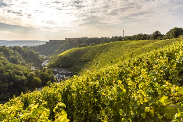 Weinberg hinter Koblenz-Ehrenbreitstein mit Mühlental und Festung Ehrenbreitstein im Hintergrund ©Rheinland-Pfalz Tourismus GmbH, Dominik Ketz Weinberg hinter Koblenz-Ehrenbreitstein mit Mühlental und Festung Ehrenbreitstein im Hintergrund ©Rheinland-Pfalz Tourismus GmbH, Dominik Ketz