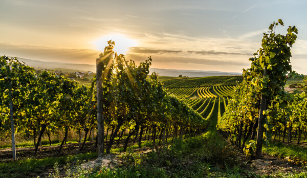 AdobeStock_296843741.jpeg © AdobeStock_296843741 Weinregion Rheinhessen_Weinfestival koblenz 2025 © AdobeStock_296843741