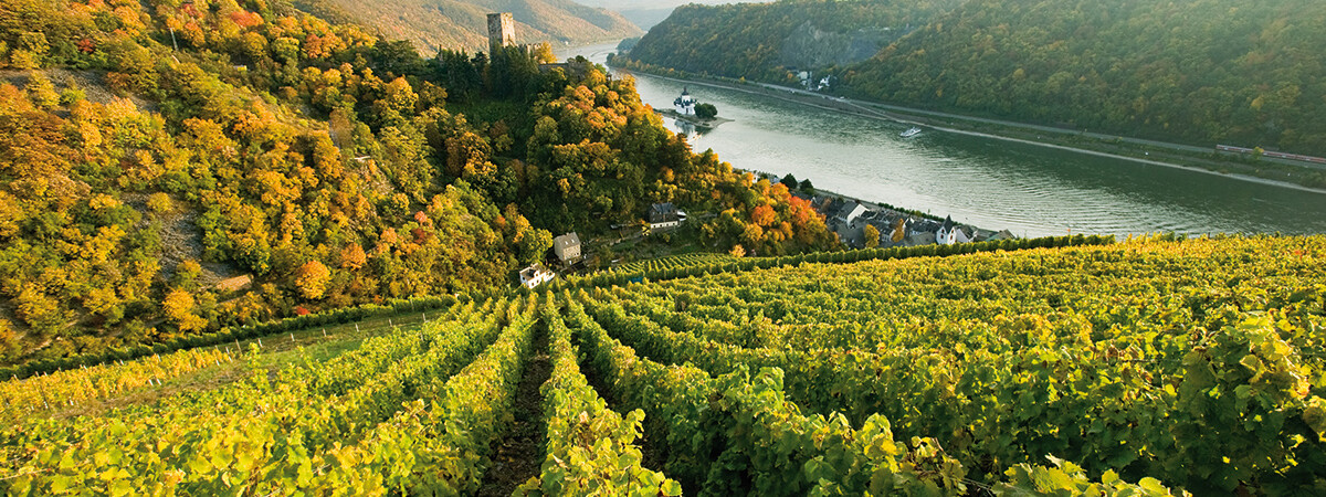 Weinberg mit Burg Kaub und Rhein im Hintergrund ©