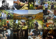 Wine Festival-Winery Amlinger & Sohn © Wine Festival-Winery Amlinger & Sohn ©