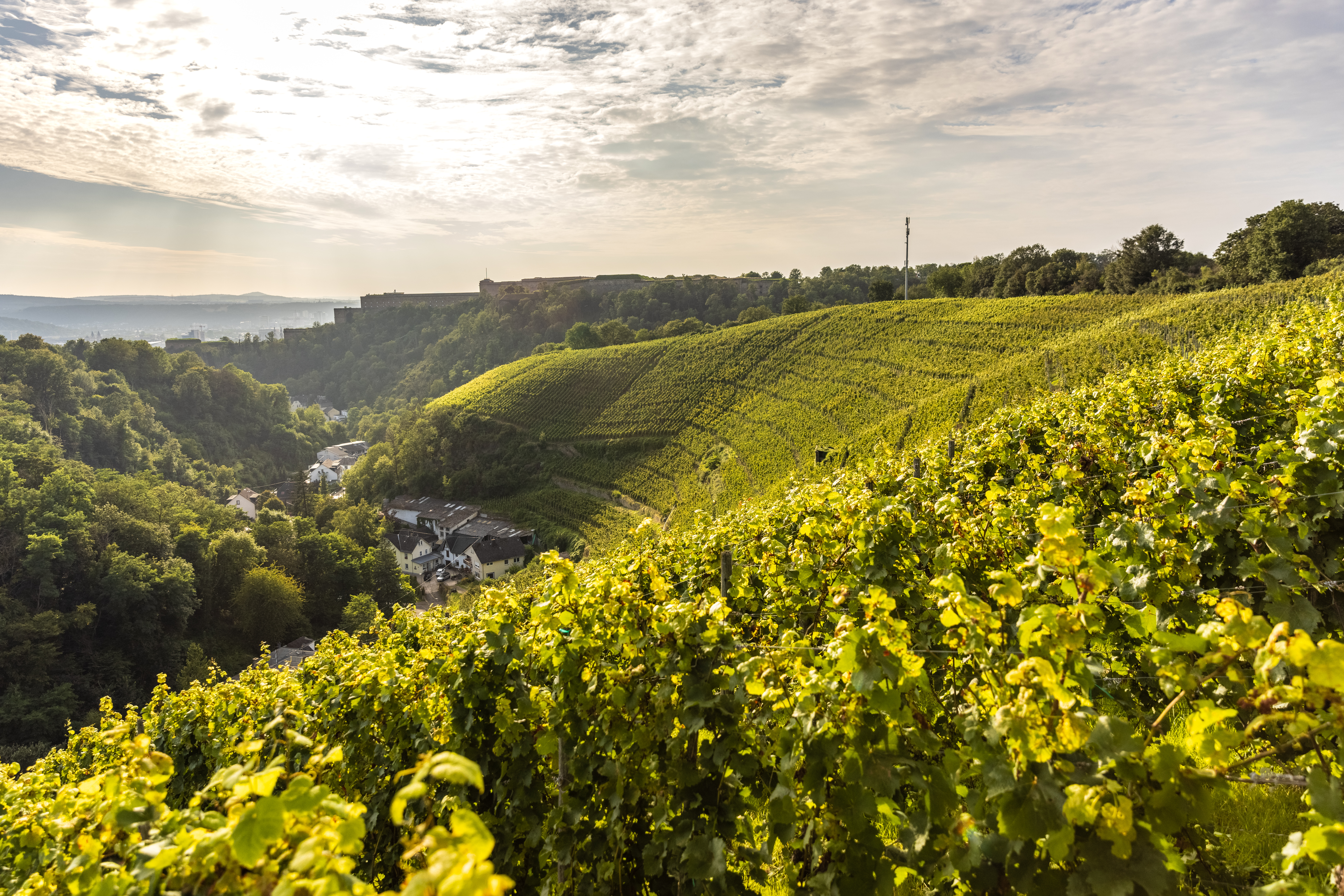 Weinberg hinter Koblenz-Ehrenbreitstein mit Mühlental und Festung Ehrenbreitstein im Hintergrund © Rheinland-Pfalz Tourismus GmbH, Dominik Ketz