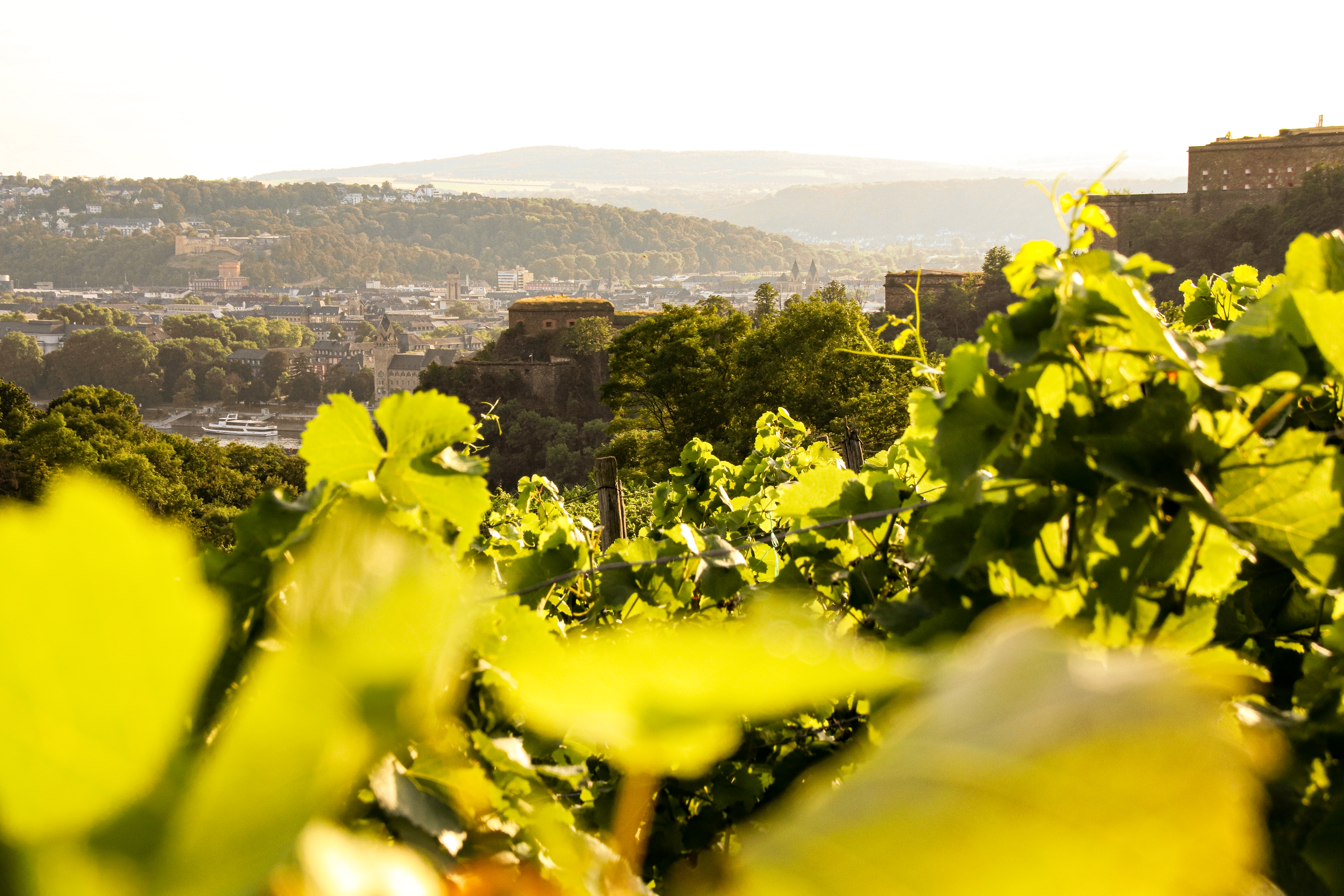 Blick über die Weinberge in Ehrenbreitstein auf die Festung Ehrenbreitstein  © Koblenz-Touristik GmbH 