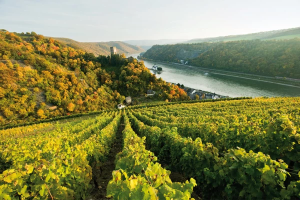 Weinberg mit Burg Kaub und Rhein im Hintergrund © Weinberg mit Burg Kaub und Rhein im Hintergrund ©